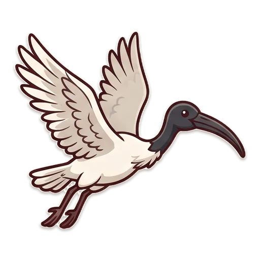 An Australian white ibis flying with its white wings spread and black-tipped feathers.