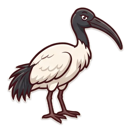 An Australian white ibis, the bin chicken, standing tall with its long curved black beak.