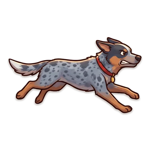 Digger the blue heeler mid-sprint with his ears back, off to grab whatever has been left alone.