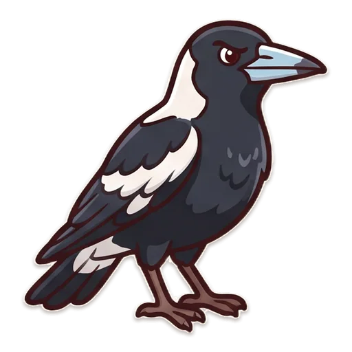An Australian magpie in black and white with a sharp grey beak.